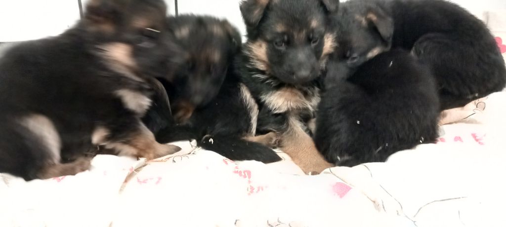 chiot Berger Allemand le Petit Domaine d'Écottes