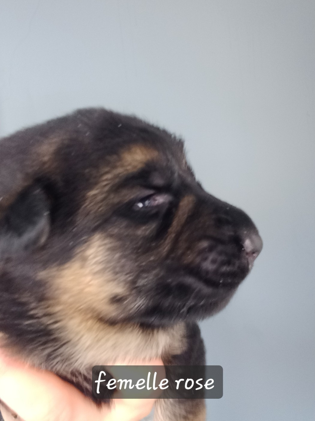 le Petit Domaine d'Écottes - Chiots disponibles - Berger Allemand